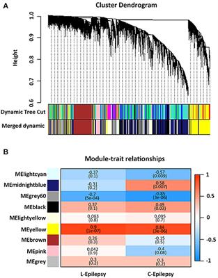 Frontiers Relationship Between The Pyroptosis Pathway And Epilepsy A